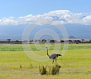 Ostriches Kilimanjaro