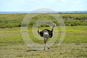 Ostriches Kilimanjaro