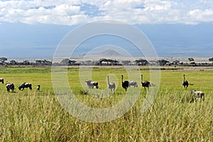 Ostriches Kilimanjaro