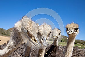 Ostriches in the Klein Karoo - South Africa