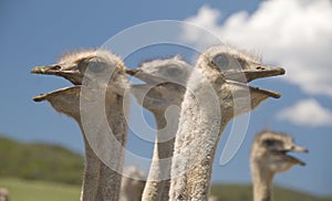 Ostriches in the Klein Karoo, South Africa photo