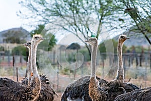Ostriches in the kleine Karoo, South Africa