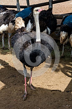 Ostriches in the kleine Karoo, South Africa