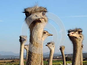 Ostriches looking into the camera close up