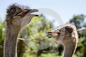 Ostriches looking meaningful