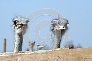 Ostriches looking over fence