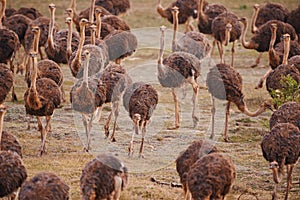Ostriches on the move. Cropped view of a flock of ostriches moving across a veld in South Africa.