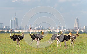 Ostriches in Nairobi national park