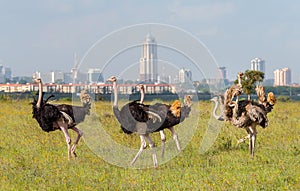 Ostriches in Nairobi national park