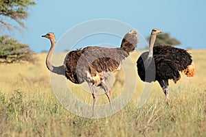 Ostriches in natural habitat photo