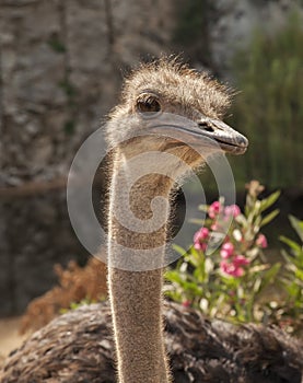 Ostriches near Arbatax. Sardinia. Italy