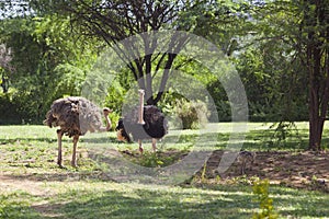 Ostriches near Bogoria, Kenya