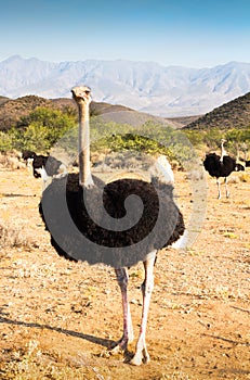 Ostriches near Oudtshoorn, South Africa