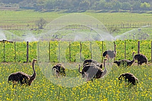 Ostriches on an ostrich farm