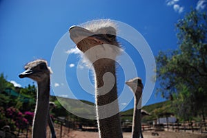 Ostriches on a ostrich farm