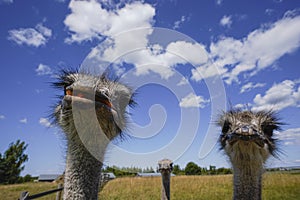 These are ostriches on an ostrich farm. These are cute funny animals with long eyelashes and expressive eyes.