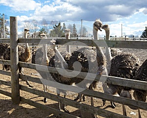 Ostriches in the paddock of the farm.