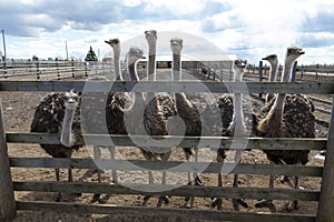 Ostriches in the paddock of the farm.