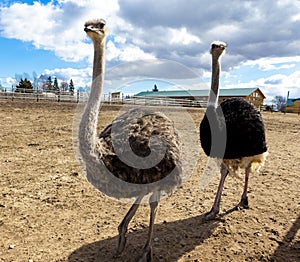 Ostriches in the paddock of the farm.