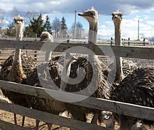 Ostriches in the paddock of the farm.