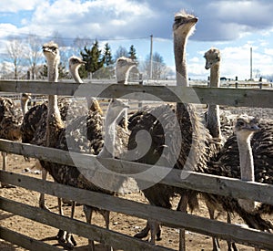 Ostriches in the paddock of the farm.