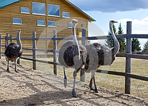 Ostriches in the paddock of the farm.