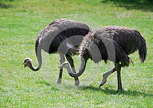 Ostriches