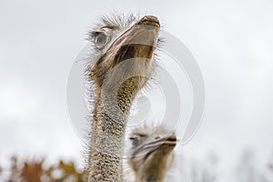 Ostriches portrait