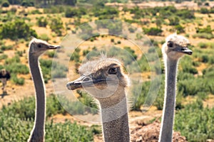 Ostriches Portrait Close Up in Natural Background