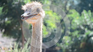 Ostriches relax in farm at outdoor in Kamphaeng Phet, Thailand