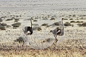 Ostriches running
