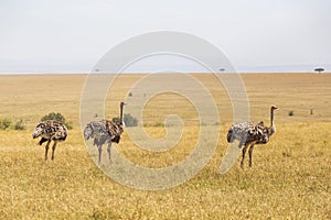Ostriches on the savanna landscape in africa