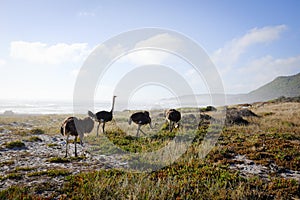 Ostriches by the Sea