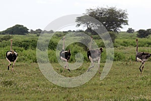 Ostriches on the Serengeti Plain