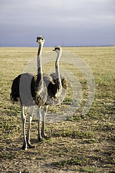 Ostriches in South Africa