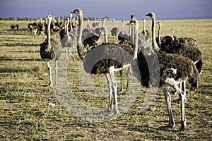 Ostriches in South Africa