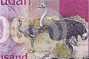 Ostriches from South Sudanese money