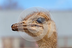 Ostriches stand close up, their long necks gracefully teaching towards the sky.