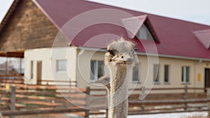 Ostriches standing in front of a building on an ostrich farm. Selective focus