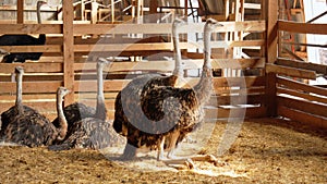 Ostriches standing in front of a building on an ostrich farm. Selective focus