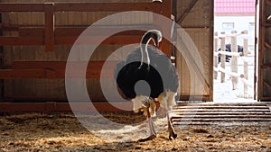 Ostriches standing in front of a building on an ostrich farm. Selective focus