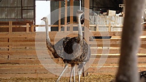 Ostriches standing in front of a building on an ostrich farm. Selective focus