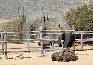 Ostriches (Struthio camelus)