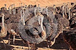Ostriches photo