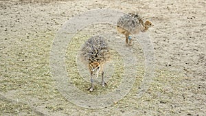 Ostriches walk on the farm