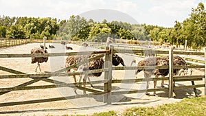 Ostriches walk on the farm