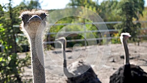 Ostriches walk in the paddock. Head and neck front portrait of an ostrich bird at an ostrich farm. Farmer breeding of