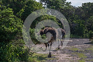 Ostriches walking along the dirt road