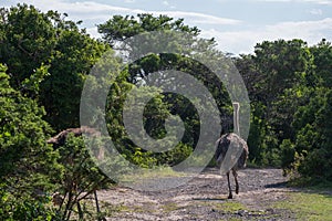 Ostriches walking along the dirt road