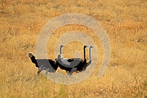 Ostriches walking in grassland, South Africa